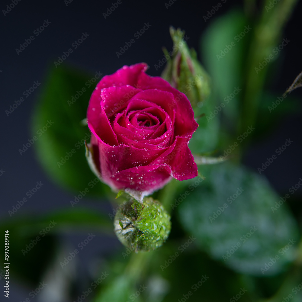 Pink Roses