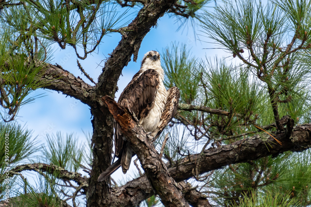 Osprey perched up high on a pine tree branch Osprey perched up high on a pine tree branch