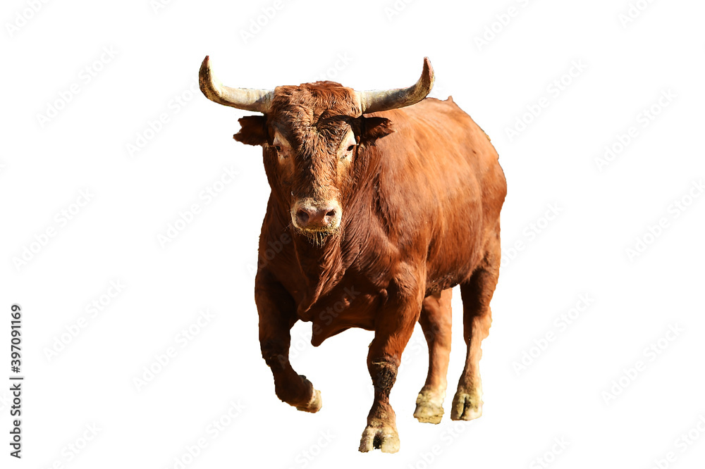 fighting bull in spain fighting bull in spain