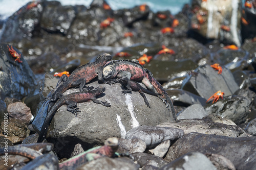 marine iguana, Amblyrhynchus cristatus, also sea, saltwater, or Galápagos marine iguana sitting amongst Sally Lightfoot crab, Grapsus grapsus, on the lava rocks of the galapagos islands.