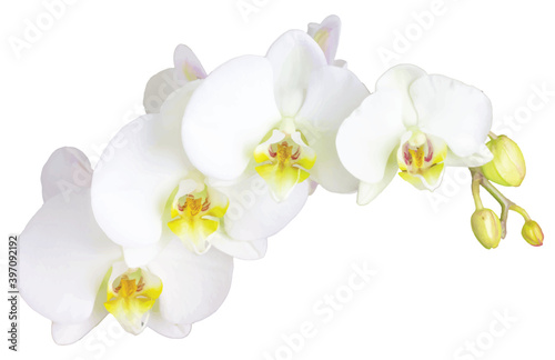 A beautiful realistic white orchid