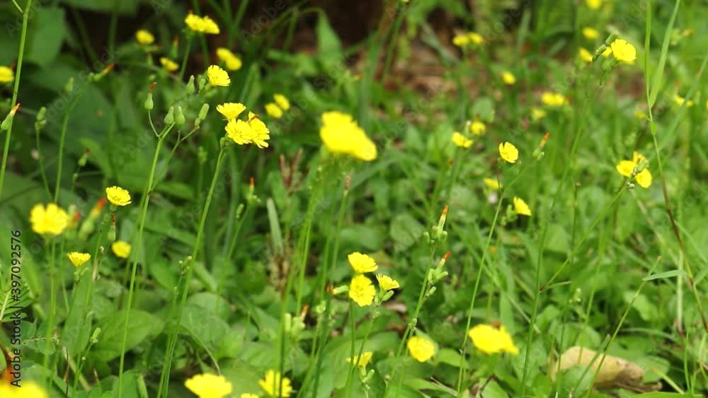 Yellow meadow or small flower in field. Yellow meadow or small flower in field.