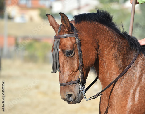 caballo español © alberto