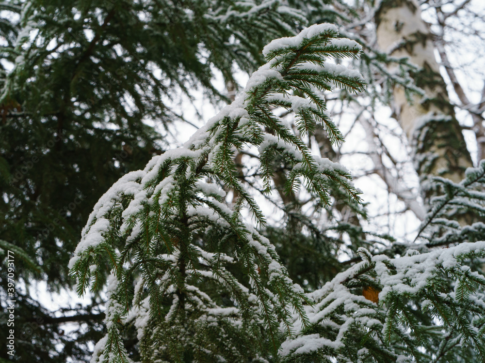 Snowy Russian winter coming into forest. Concept of  the beauty in nature despite the cold. White with black trunk of the birch. Various trees had been covered by hoarfrost.