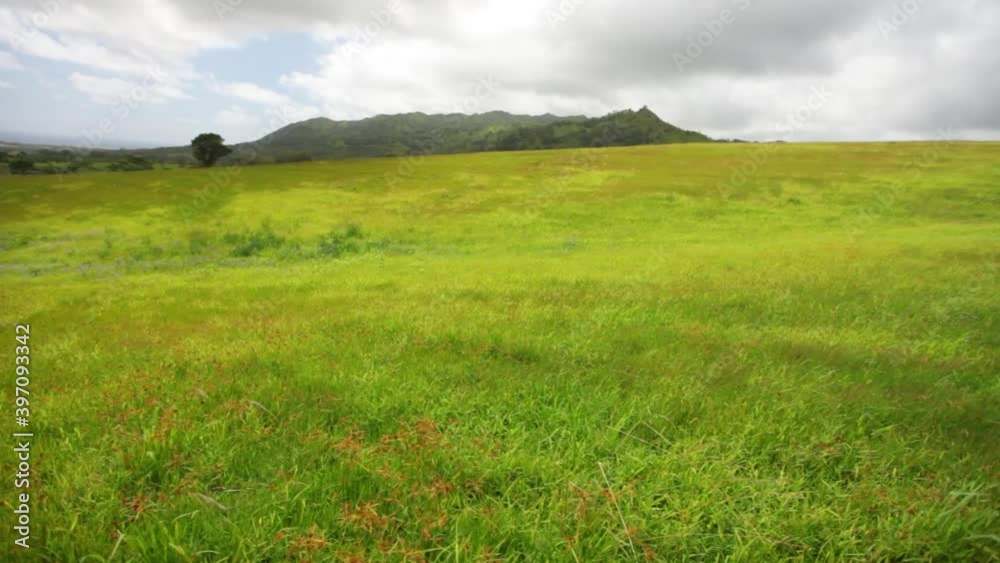 Mountain field in Kauai, wide Mountain field in Kauai, wide