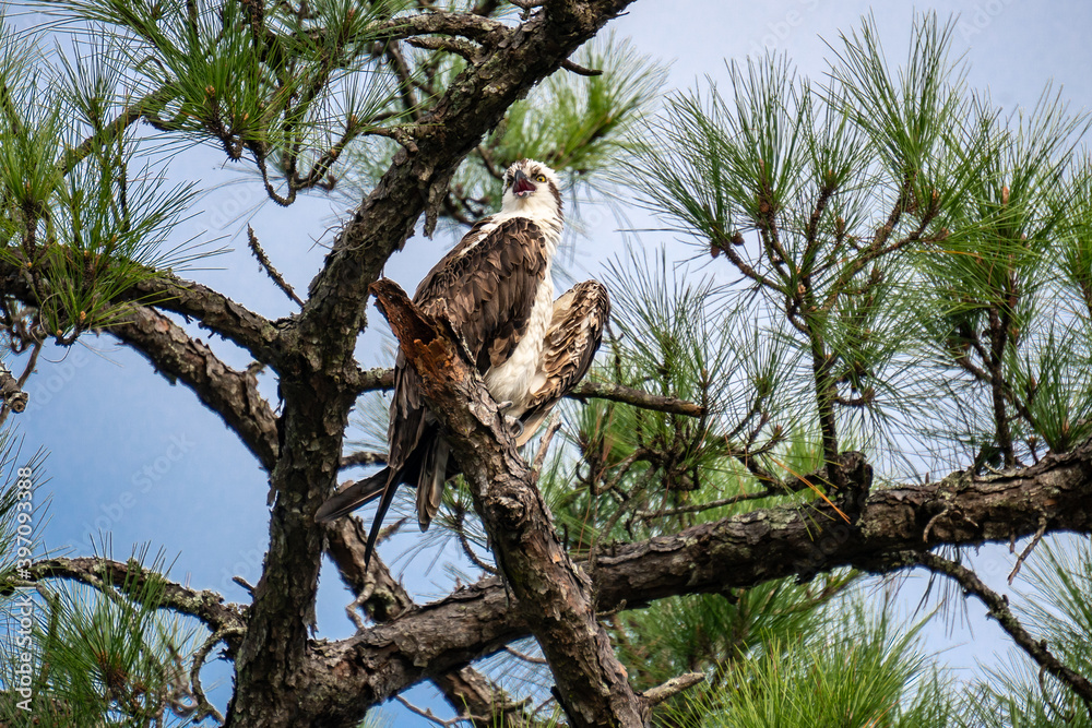 Osprey calling while perched up high on a pine tree branch Osprey calling while perched up high on a pine tree branch