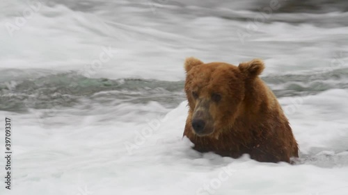 Grizzly bear sits in river looking for salmon in Alaska, close up