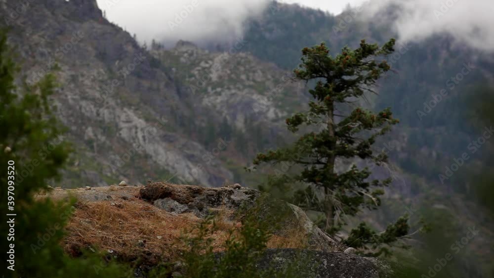 Wide, pair of mountain goats sit on mountain ledge in The Enchantments Wide, pair of mountain goats sit on mountain ledge in The Enchantments