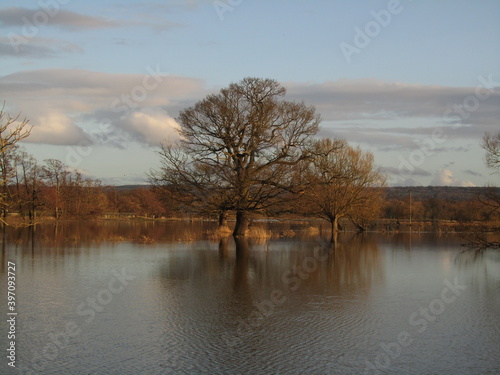Trees in the flood