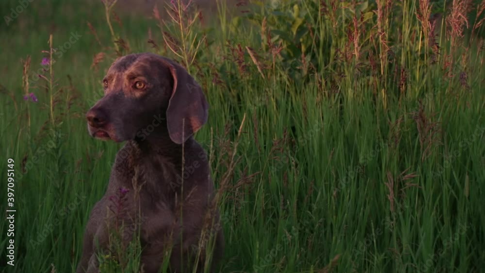 Alert Weimaraner sitting in high grass Alert Weimaraner sitting in high grass