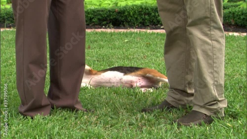 Beagle biting and pulling leash while people are talking photo