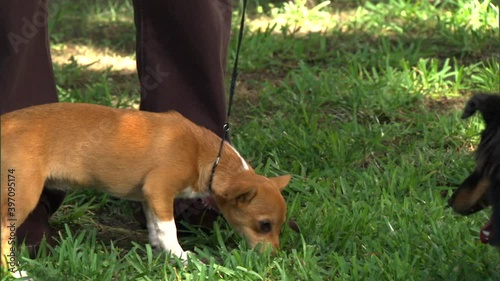 Dog on leash sniffing grass near legs of owner photo