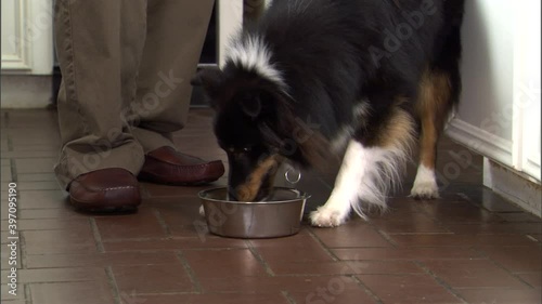 Owner watching dog eating food from bowl photo