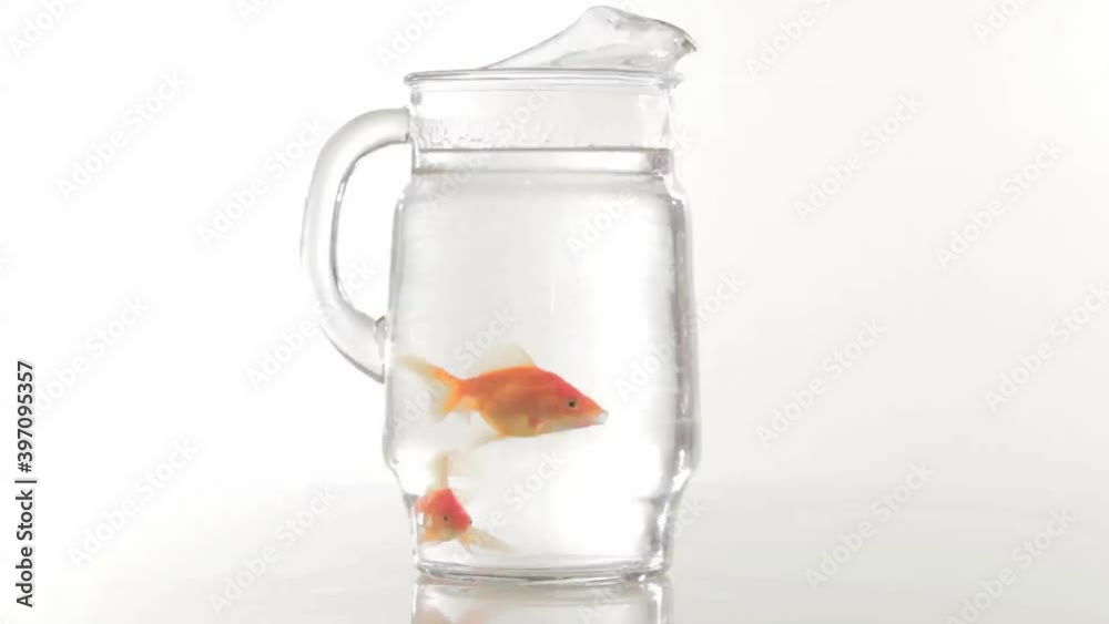 Goldfish swimming in pitcher Goldfish swimming in pitcher