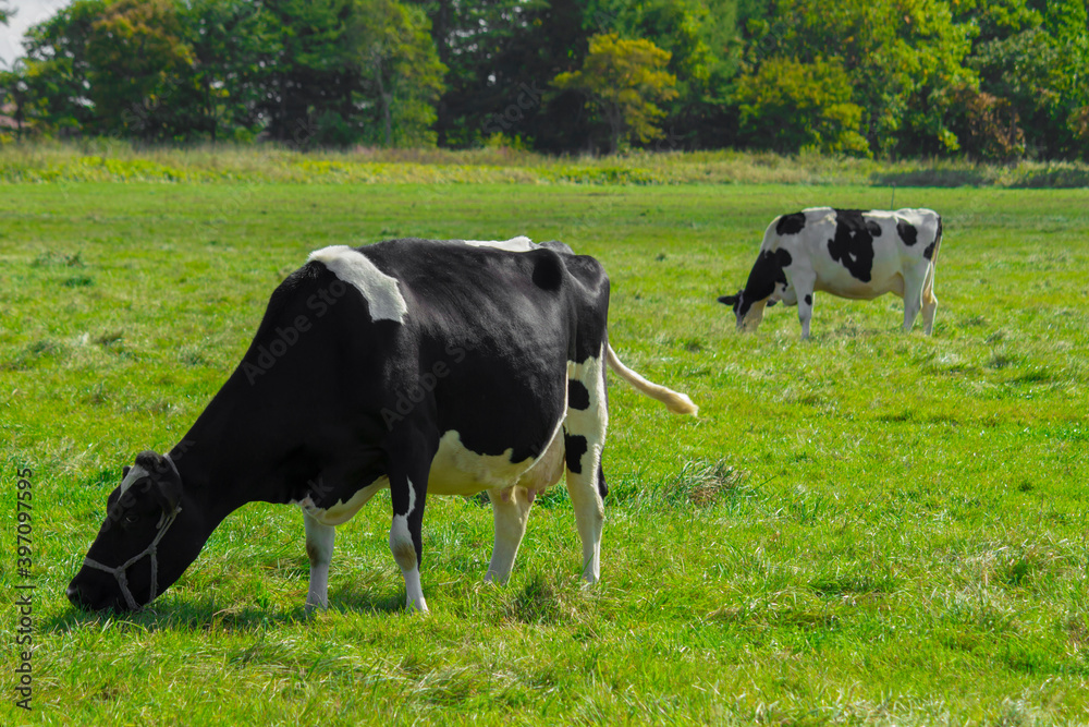Cows eating grass in sunny pastures Cows eating grass in sunny pastures