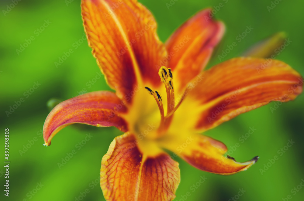 Beautiful flower blossoms in the garden Beautiful flower blossoms in the garden