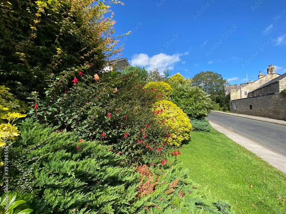 Naklejka premium Flowering bushes and trees on, Church Hill, on a hot summers day in, North Rigton, Harrogate, UK