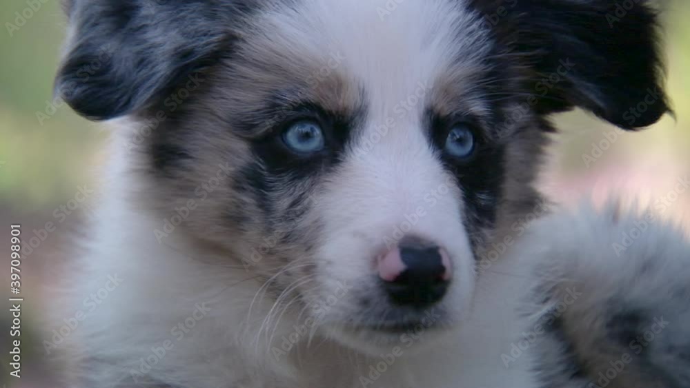 Close up of Australian shepherd puppy sitting then leaving - dogs Close up of Australian shepherd puppy sitting then leaving - dogs