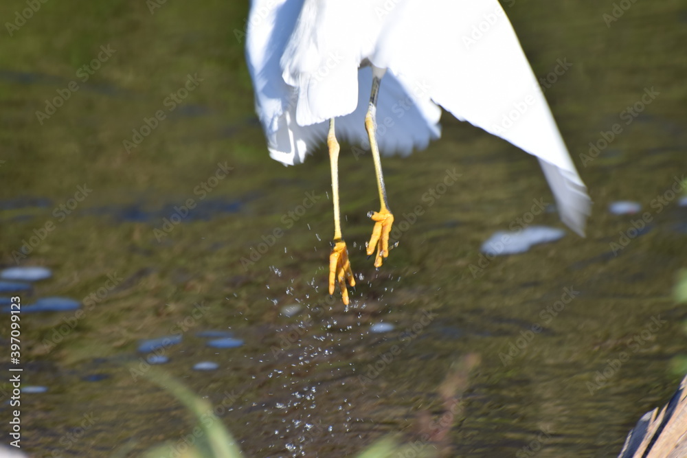Heron