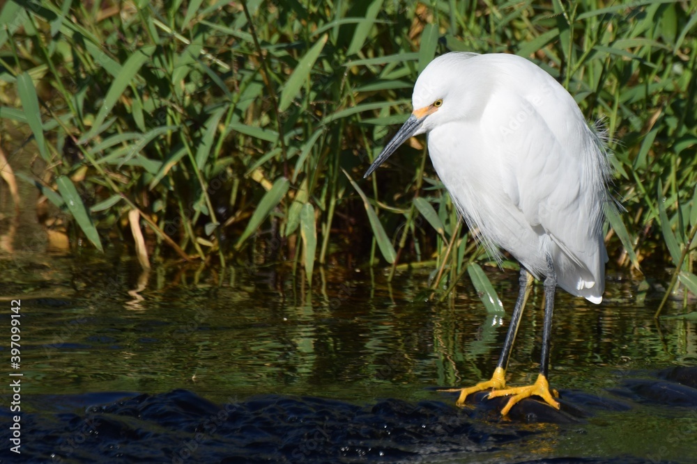 Heron