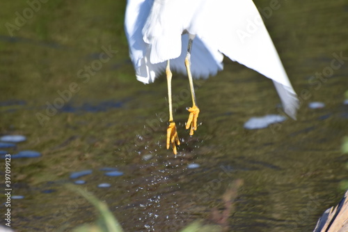 Obraz na płótnie Heron w salonie