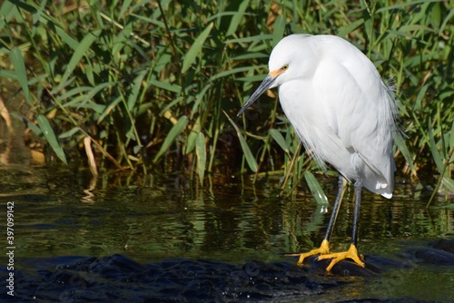 Obraz na płótnie Heron w salonie