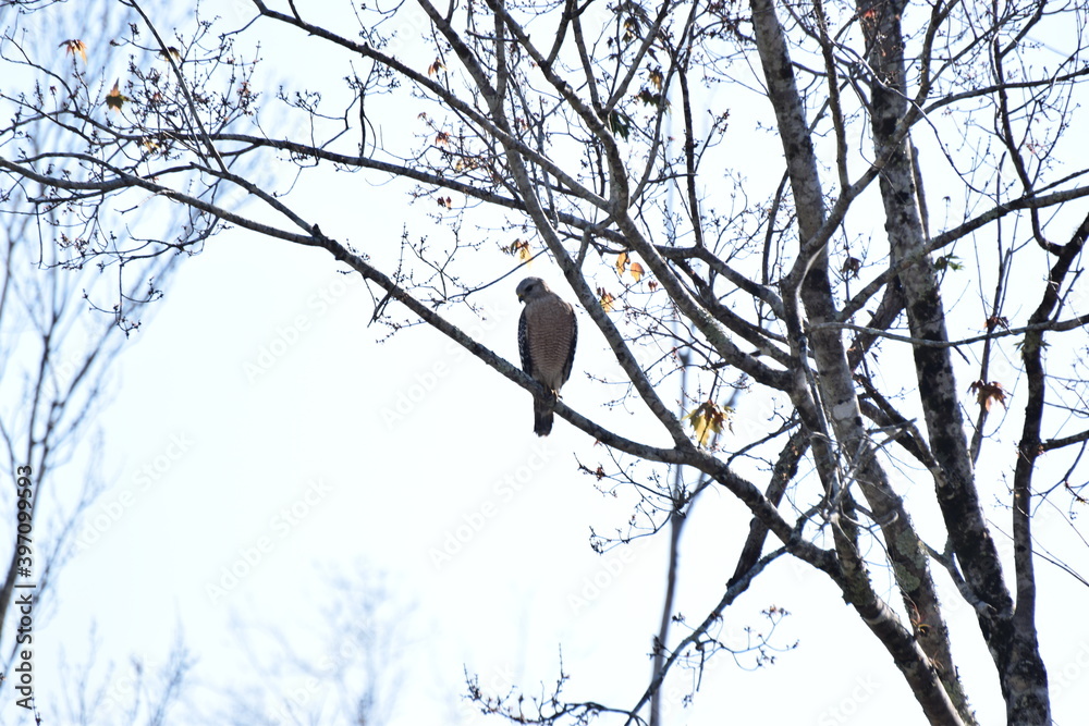 Hawk