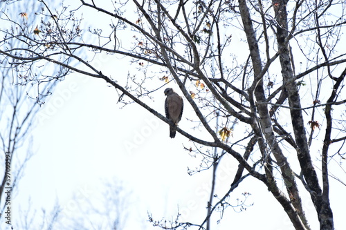 Obraz na płótnie Hawk w salonie