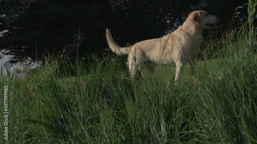 Yellow lab sticking face in water at the edge of a pond photo