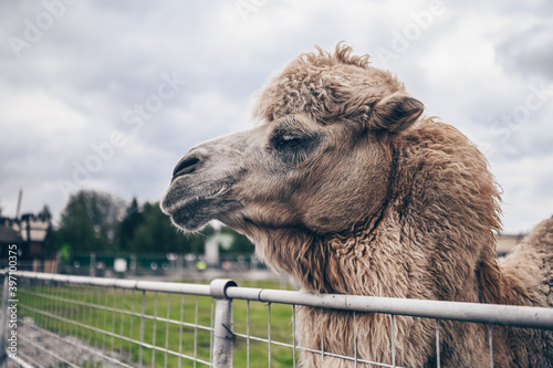 Close up of funny Bactrian camel in Karelia zoo. Hairy camel in a pen with long light brown fur winter coat to keep them warm with two humps in captivity for entertainment.