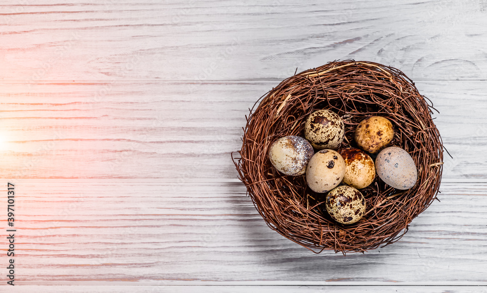 Top view of a nest from twigs with quail eggs on the wooden background. Spotted raw quail eggs lying in the bezel. Space for text Top view of a nest from twigs with quail eggs on the wooden background. Spotted raw quail eggs lying in the bezel. Space for text