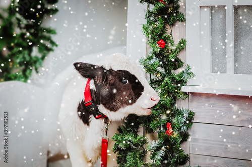 A small bull bites a Christmas tree garland decorating a white house