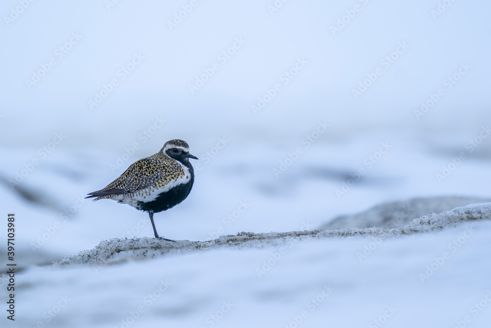 The European golden plover (Pluvialis apricaria) on snow The European golden plover (Pluvialis apricaria) on snow