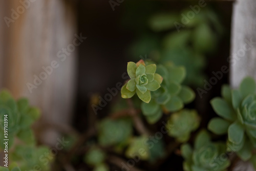 suculenta plants from Colombia photo