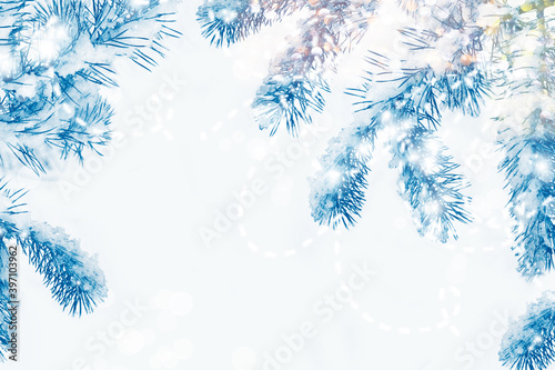 Snow covered fir branch on a winter background.