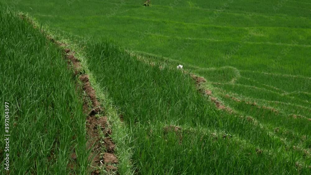 Rice Paddy Field Landscape with Paddy Leaves Swaying By Winds Rice Paddy Field Landscape with Paddy Leaves Swaying By Winds