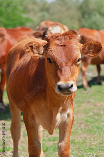 Close-up of a red-white cow on a meadow. Bull as a symbol of the New Year and Christmas 2021.Happy New Year concept