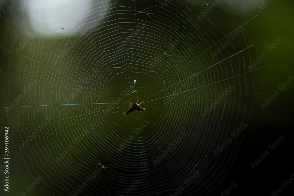 Spiders from Colombian forest