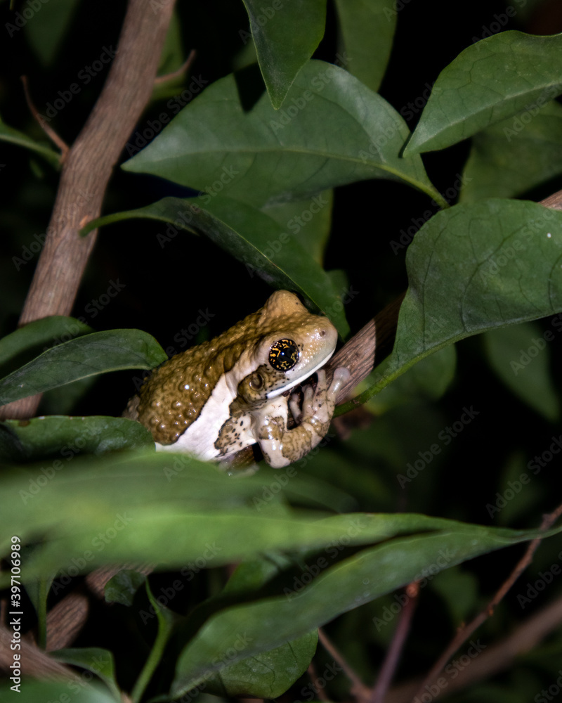 Obraz premium Green Frog on a Branch Between Leaves