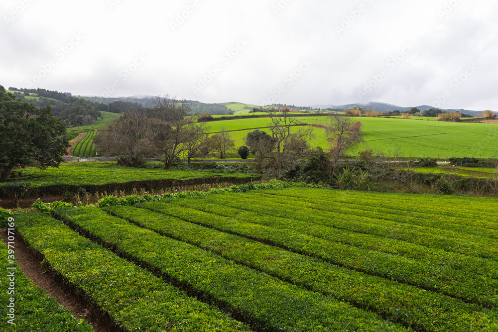 Sao Miguel island Portugal tea fields green day sunshine trees bushes 