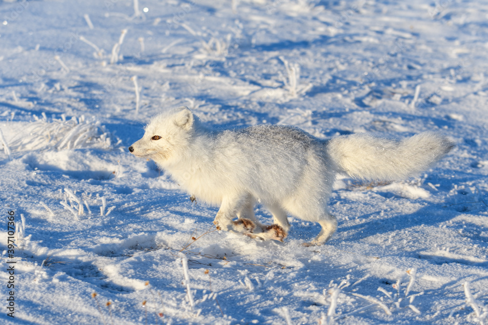 Arctic fox (Vulpes Lagopus) in wilde tundra. Arctic fox running. Arctic fox (Vulpes Lagopus) in wilde tundra. Arctic fox running.