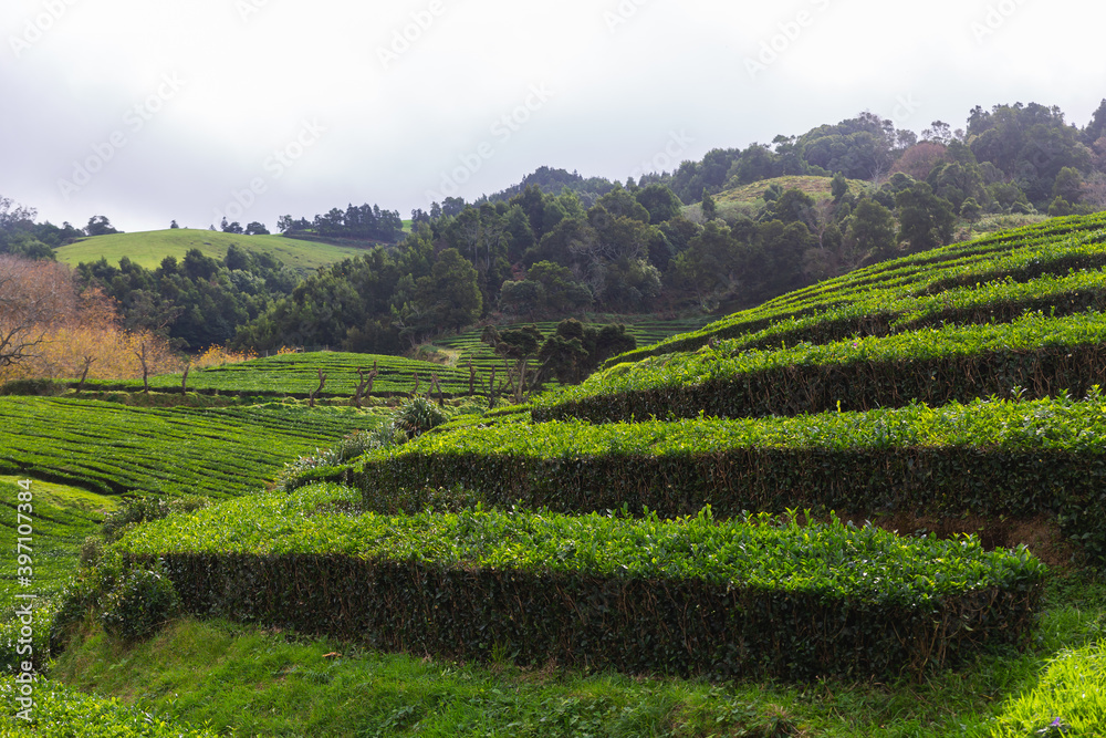 Sao Miguel island Portugal tea fields green day sunshine trees bushes 