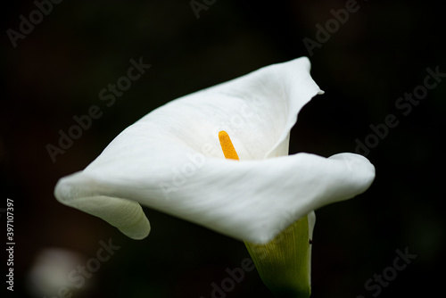 Flowers and orchid from Colombia