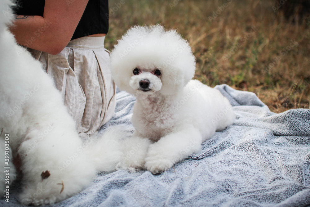 white fluffy poodle with a bow walks in a forest clearing playing with his mistress white fluffy poodle with a bow walks in a forest clearing playing with his mistress