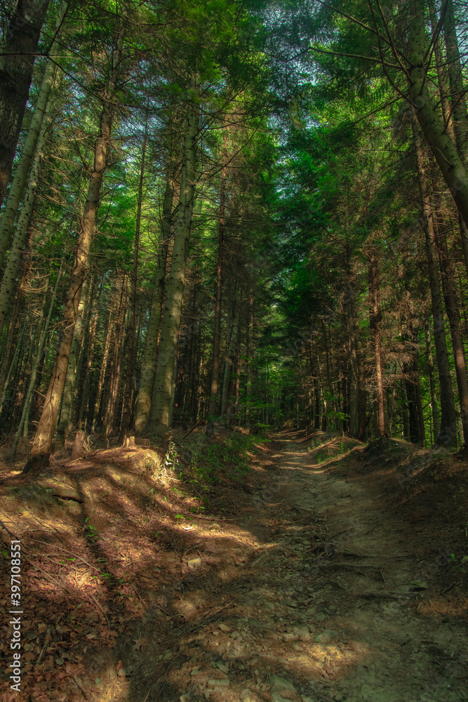 summer forest landscape nature photography vertical picture concept high trees and dirt trail path way in Carpathian mountains summer forest landscape nature photography vertical picture concept high trees and dirt trail path way in Carpathian mountains