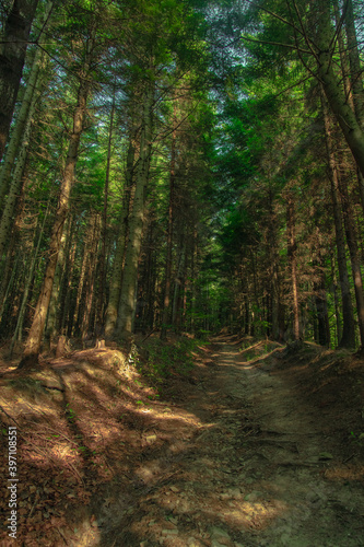 summer forest landscape nature photography vertical picture concept high trees and dirt trail path way in Carpathian mountains © Артём Князь