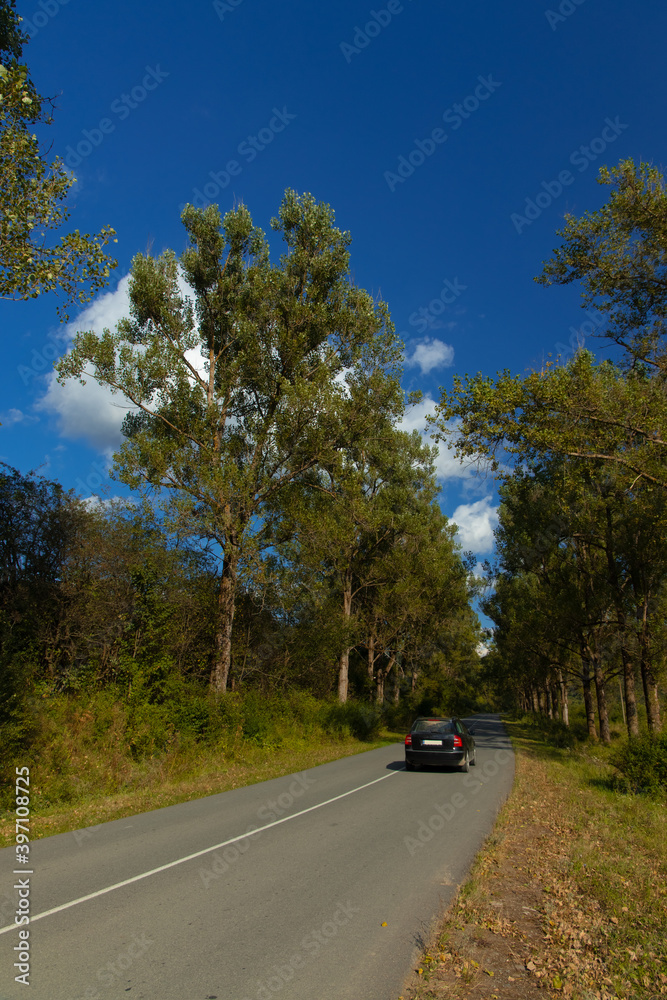 outskirts car road in trees alley way transportation route in summer clear weather day time vertical picture concept