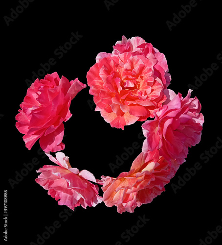 Five pink rose flowers isolated on a black background. Without stem and leaves.