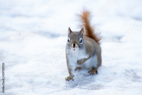 Red Squirrel in Winter © Nila Sivatheesan
