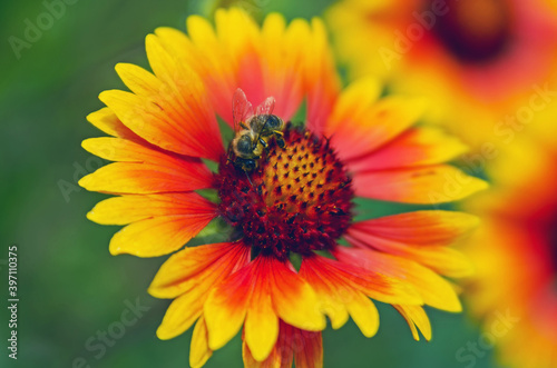 A bee is sitting on the flower